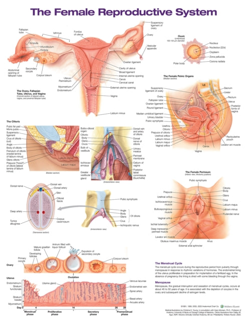 Book cover of: Female Reproductive System Anatomical Chart