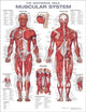 Book cover of: Anatomical Male Muscular System Anatomical Chart