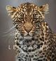 Book cover of: Remembering Leopards. By: Margot Raggett