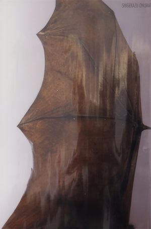 Shigekazu Onuma
