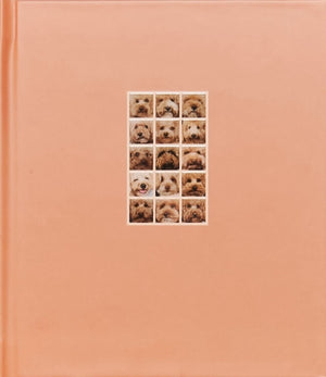 Apricot Poodle