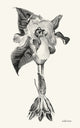 Book cover of: wild irises. By: XXXXX XXXXX