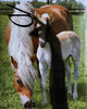 Book cover of: BILL Issue 5