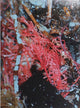 Book cover of: tempete apres tempete. By: Rebekka Deubner